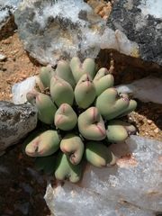 Conophytum bilobum