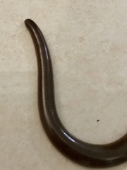 Afrotyphlops bibronii