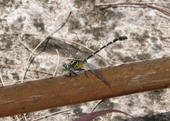 Hemigomphus heteroclytus