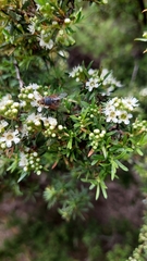 Calliphora
