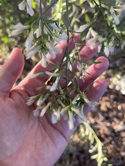 Baccharis sarothroides