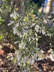 Baccharis sarothroides