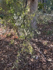 Baccharis sarothroides