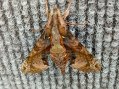 Eupanacra elegantulus