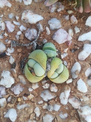 Argyroderma crateriforme