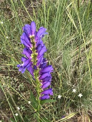 Penstemon strictus