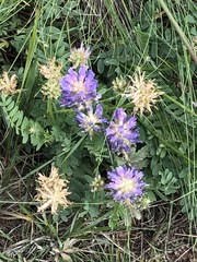Astragalus laxmannii robustior