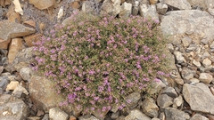 Fagonia chilensis