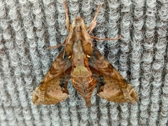 Eupanacra elegantulus