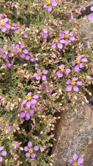 Fagonia chilensis