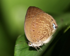 Arhopala major major