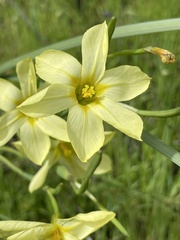 Moraea