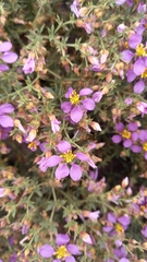Fagonia chilensis