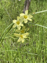 Moraea
