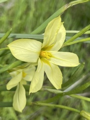 Moraea