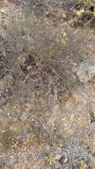 Balbisia peduncularis