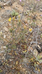 Balbisia peduncularis