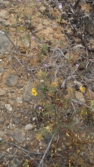 Balbisia peduncularis