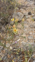Balbisia peduncularis