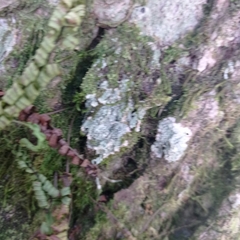 Punctelia missouriensis