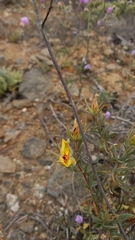 Balbisia peduncularis