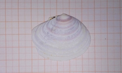 Tellinoidea