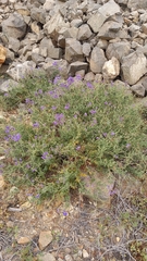 Solanum remyanum
