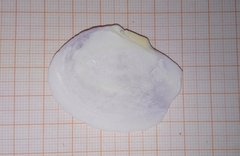 Tellinoidea