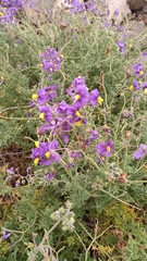 Solanum remyanum