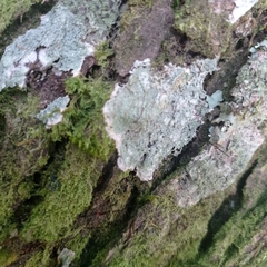 Punctelia missouriensis