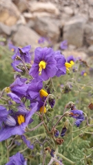 Solanum remyanum