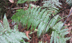 Asplenium bulbiferum