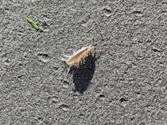 Traskorchestia traskiana