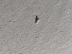 Traskorchestia traskiana