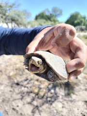 Kinosternon integrum