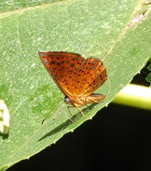 Calephelis laverna