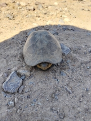 Kinosternon integrum