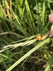 Coccinella transversoguttata