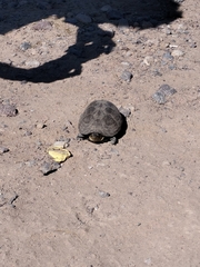 Kinosternon integrum