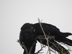 Calyptorhynchus banksii