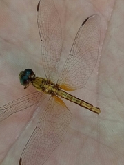 Neurothemis intermedia