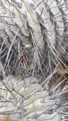 Copiapoa dealbata