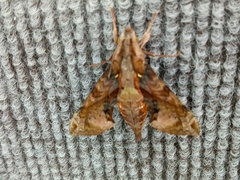 Eupanacra elegantulus