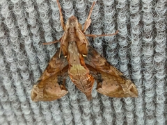 Eupanacra elegantulus