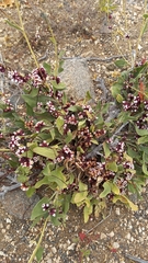 Cuscuta purpurata