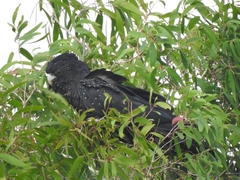 Calyptorhynchus banksii