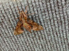 Eupanacra elegantulus