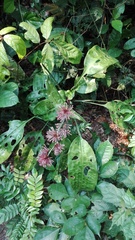 Dracaena goldieana