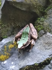 Odorrana chloronota