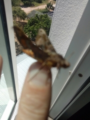 Eupanacra elegantulus